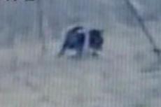 В США на кинокамеру сняли человека-оборотня?