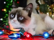 Снят клип с самыми известными котами Интернета