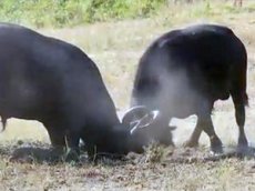 Схватка двух буйволов в ЮАР попала на видео