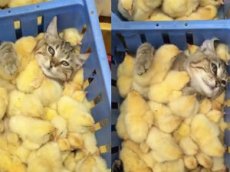 Кот «спрятался» среди цыплят