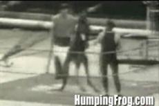 Боксерский поединок между человеком и кенгуру: хроника