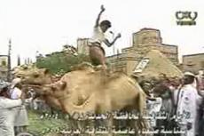 Народная забава в ОАЭ — прыжки через верблюдов