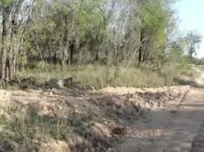 Охота леопарда