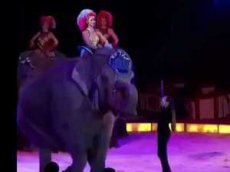 Слониха упала на зрителей во время представления