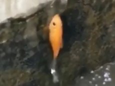 В сети набирает популярность видео, где рыба карабкается по стене