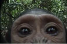 Шимпанзе сознательно совершенствуют свои инструменты