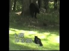 Кот прогнал медведя
