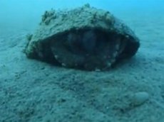 Беспозвоночные могут использовать орудия