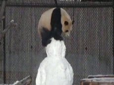 Панда подралась со снеговиком и взорвала интернет