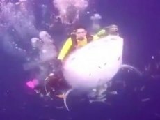 Дайверы сняли на видео подводную прогулку верхом на акуле