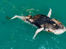Моряк снял на видео, как акула и крокодил обедают тушей мертвого кита