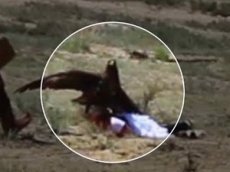 Беркут напал на ребенка во время этнофестиваля в Киргизии