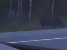 Странное существо сняли на видео в канадском лесу