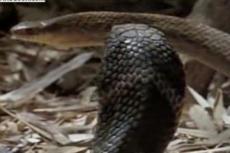 Уникальное видео: кобра пожирает змею