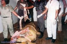 Из желудка крокодила извлекли человеческие останки