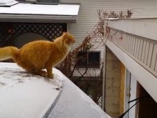 Кот приобрел три миллиона поклонников