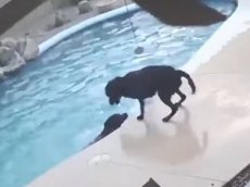 Пес бросился в воду и спас друга