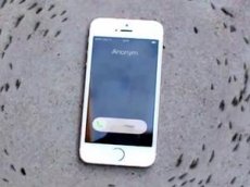 Муравьи устроили хоровод под рингтон iPhone