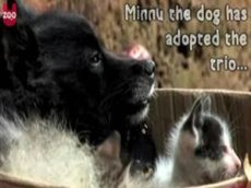 Собака усыновила котят