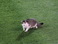 Кошка выбежала на поле во время матча «Зенита»