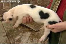 Поросенок стал символом дня всех влюбленных