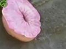 Неизвестная форма жизни гибнет от газировки