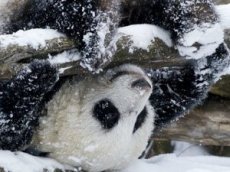 Китайские панды обезумели от счастья при виде снега