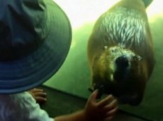 Бобр помахал мальчику