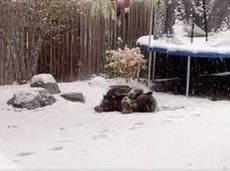 Американец снял на видео медведя, играющего в мяч в его дворе