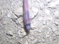 Ученые обнаружили в Антарктиде новый вид рыбы