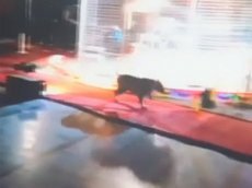 Американка столкнулась с тигром в уборной цирка