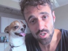 Чихуахуа и его хозяин синхронно занимаются йогой