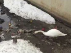 Видео с лебедем, очищающим озеро, стало хитом соцсетей