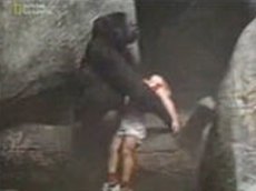 Ребенок упал в вольер с гориллами