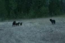 Волк против гризли