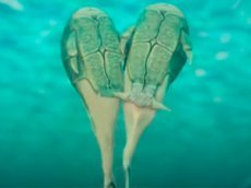 Первый секс вымерших рыб