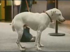 Топ-10 рекламных роликов, которые вызвали возмущение британцев: Volkswagen