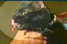 В США живет кот с двумя языками по кличке Пятипалый