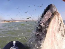 Серфер из Калифорнии столкнулась с китом