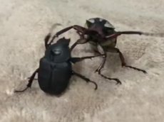 Видео с битвой жуков стало вирусным