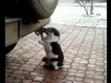 Кот-токсикоман