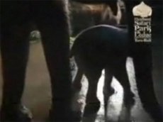 Туристам удалось заснять процесс рождения слоненка и его первые шаги