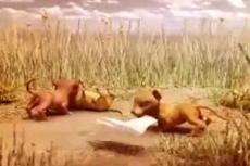 Один полиэтиленовый пакет убивает льва