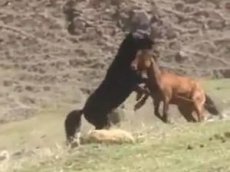 Жестокая драка коней в Карачаево-Черкесии