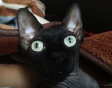 "Сломанный кот" стал хитом интернета