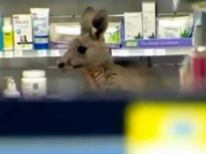 Кенгуру парализовал работу аэропорта в Мельбурне