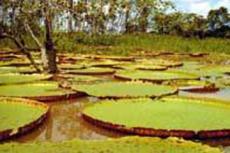 Процесс цветения гигантской водной лилии сняли на видео