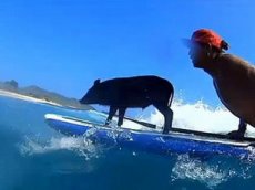 Поросенок-серфингист покоряет волны на Гавайях