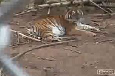 Тигр напал на посетителя зоопарка