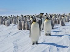 Журналисты спасли пингвинов в Антарктиде